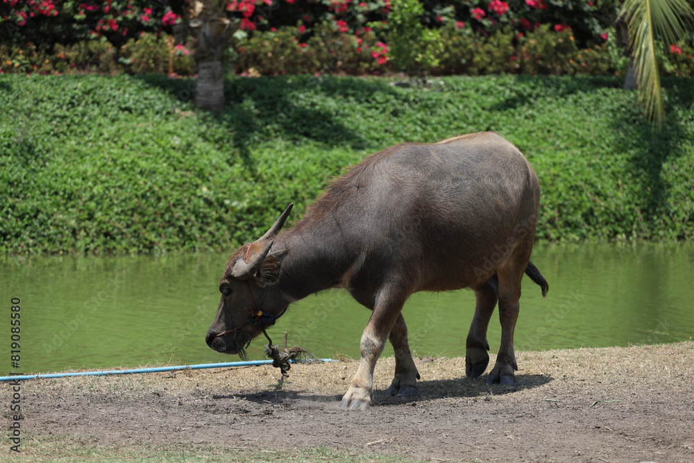 Φωτογραφία The buffalo is stay in nature garden near the canal at thailand