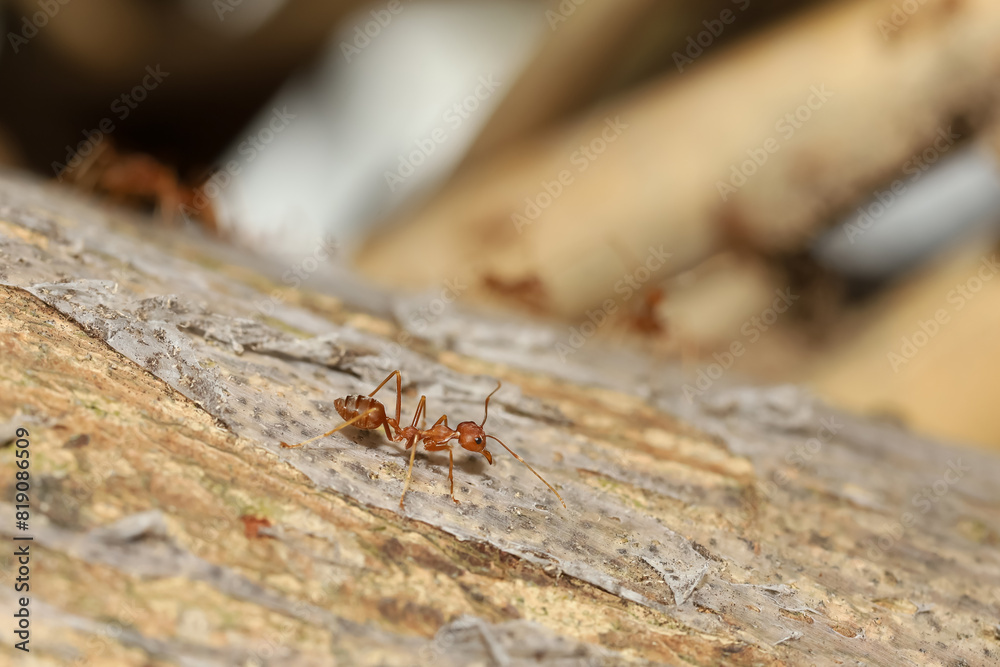Obraz premium Close up red ant on tree in nature background at thailand