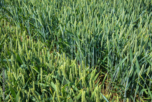 divided plots of cereals
