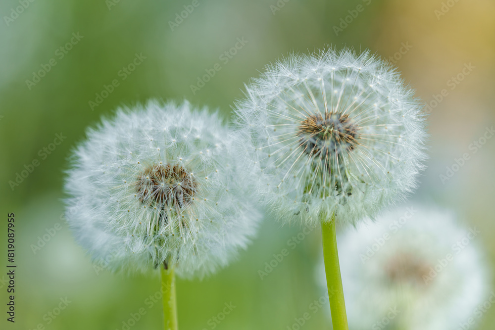 A field with dandelions and vibrant yellow flowers blooming amidst the grass A field with dandelions and vibrant yellow flowers blooming amidst the grass