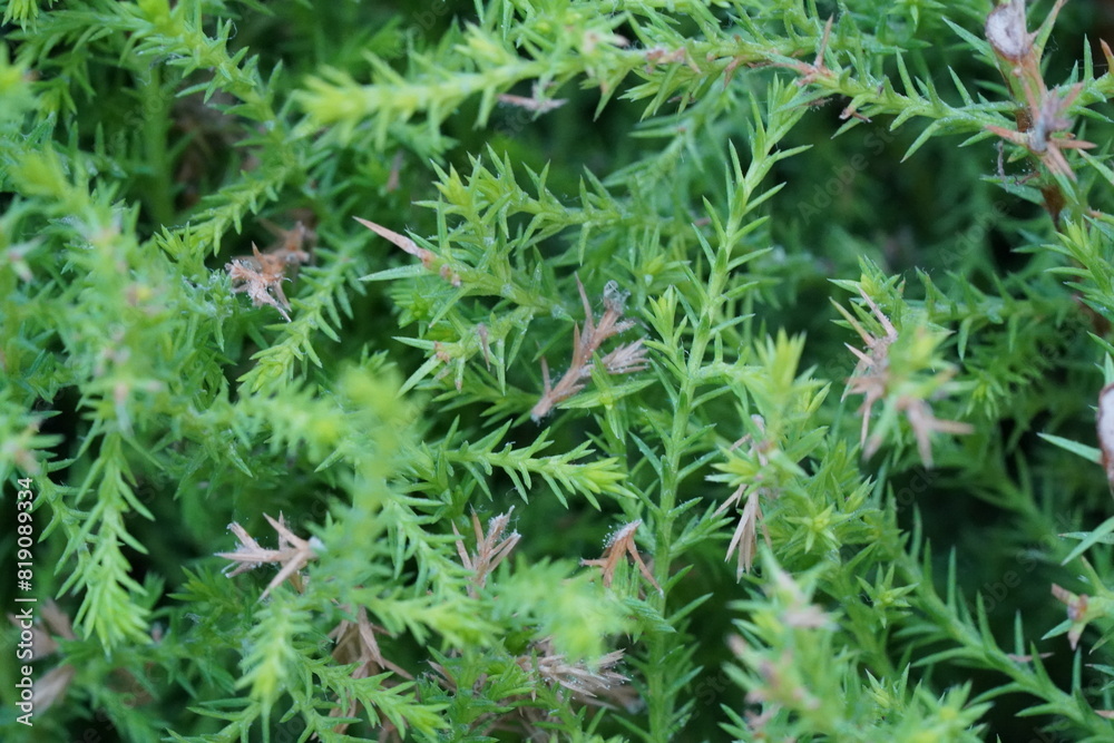 Cryptomeria japonica, commonly known as Japanese cedar or Sugi, is a popular evergreen tree native to Japan and eastern Asia. Cryptomeria japonica, commonly known as Japanese cedar or Sugi, is a popular evergreen tree native to Japan and eastern Asia.