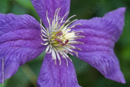 Leather flower, a common name often used for species within the genus Clematis, particularly Clematis viorna, is a distinctive and attractive flowering plant. |鐵線蓮屬  photo