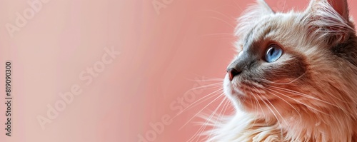 Cat Looking Up at Pink Background