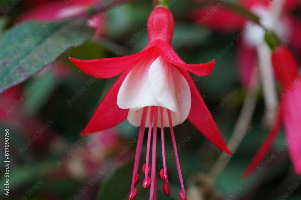 Fuchsia hybrids are a group of popular and visually striking ornamental plants belonging to the genus Fuchsia, which is part of the Onagraceae family. |吊鐘花 Fuchsia hybrids are a group of popular and visually striking ornamental plants belonging to the genus Fuchsia, which is part of the Onagraceae family. |吊鐘花