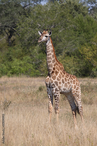 Giraffe   Giraffe   Giraffa camelopardalis