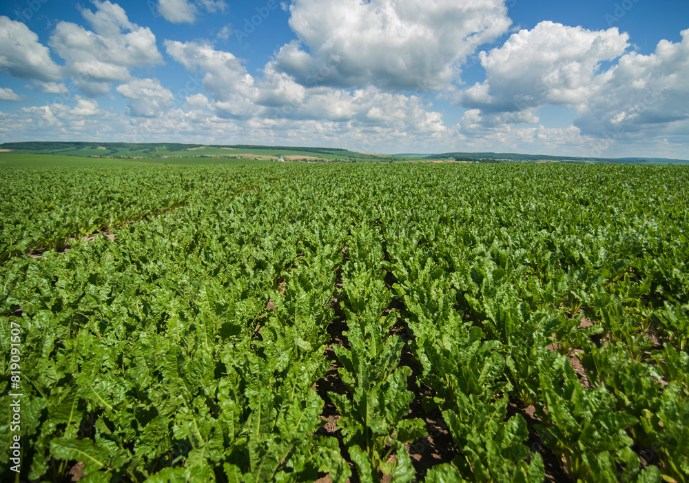 shiny leaves of sugar beet in rows at field, blue sky with clouds shiny leaves of sugar beet in rows at field, blue sky with clouds