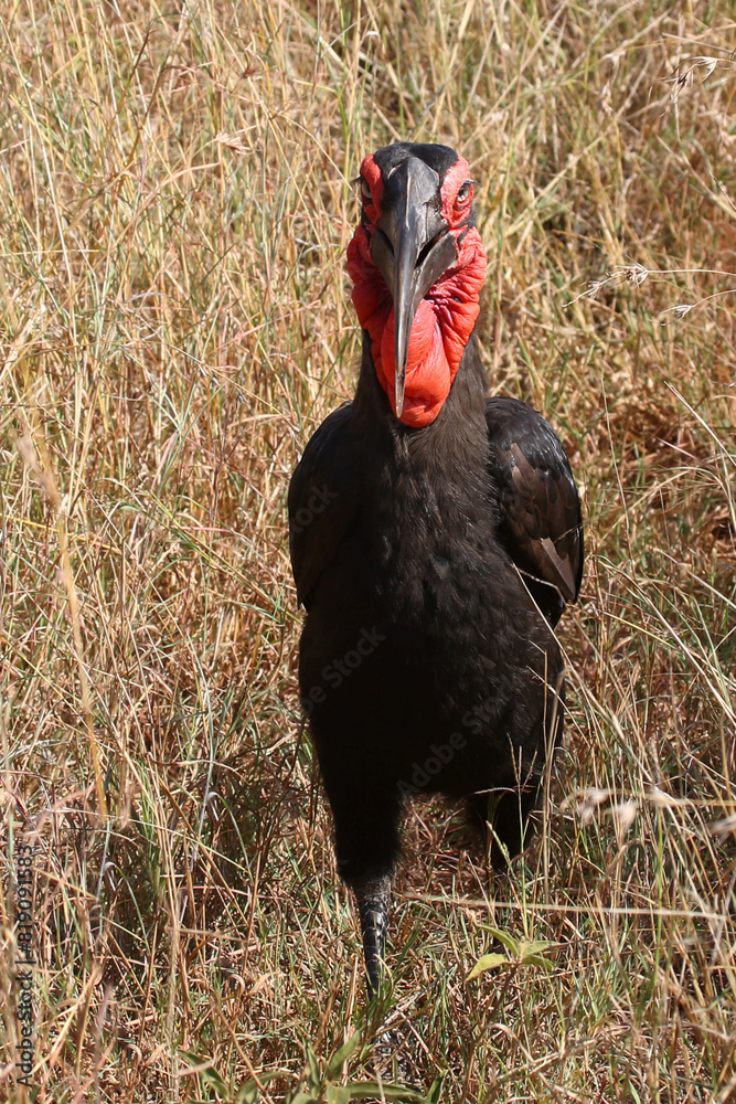 Kaffernhornrabe / Southern ground hornbill / Bucorvus leadbeateri
