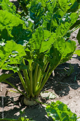 Sugar beet root and green leaves at field