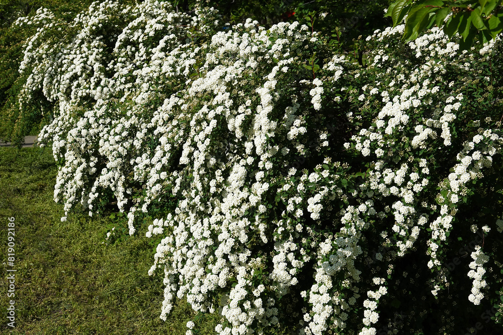 Spiraea Wangutta flowers summer flowering bush Spiraea Wangutta flowers summer flowering bush