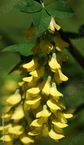 Flowers Bobovnik anagyriformes or anagyrofolia or Golden shower photo