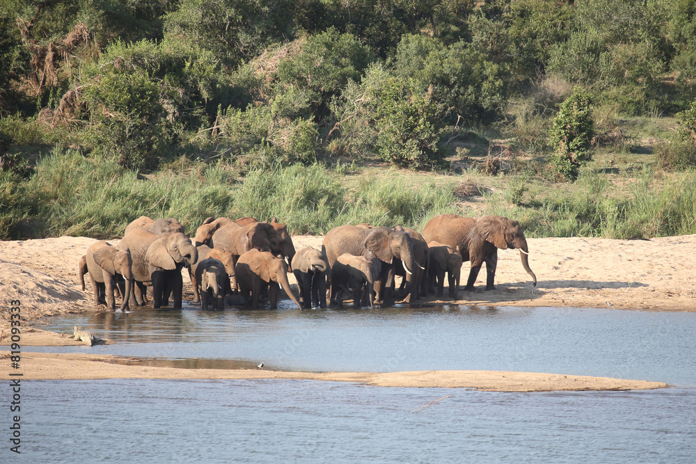 Obraz premium Afrikanischer Elefant am Sabie River / African elephant at Sqabie River / Loxodonta africana.