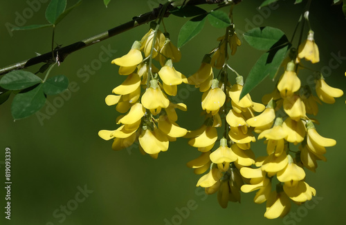 Flowers Bobovnik anagyriformes or anagyrofolia or Golden shower photo