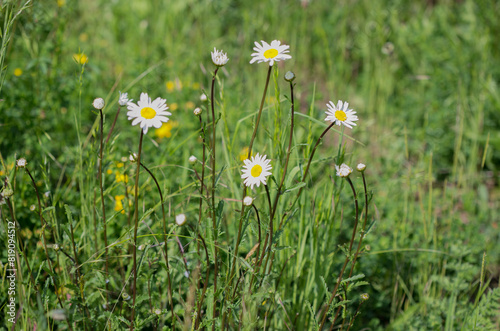 Natural wild flower meadow with marguerites and other colorful flowers