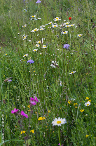 Natural wild flower meadow with marguerites and other colorful flowers