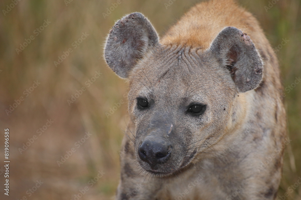 Tüpfelhyäne / Spotted hyaena / Crocuta crocuta Tüpfelhyäne / Spotted hyaena / Crocuta crocuta