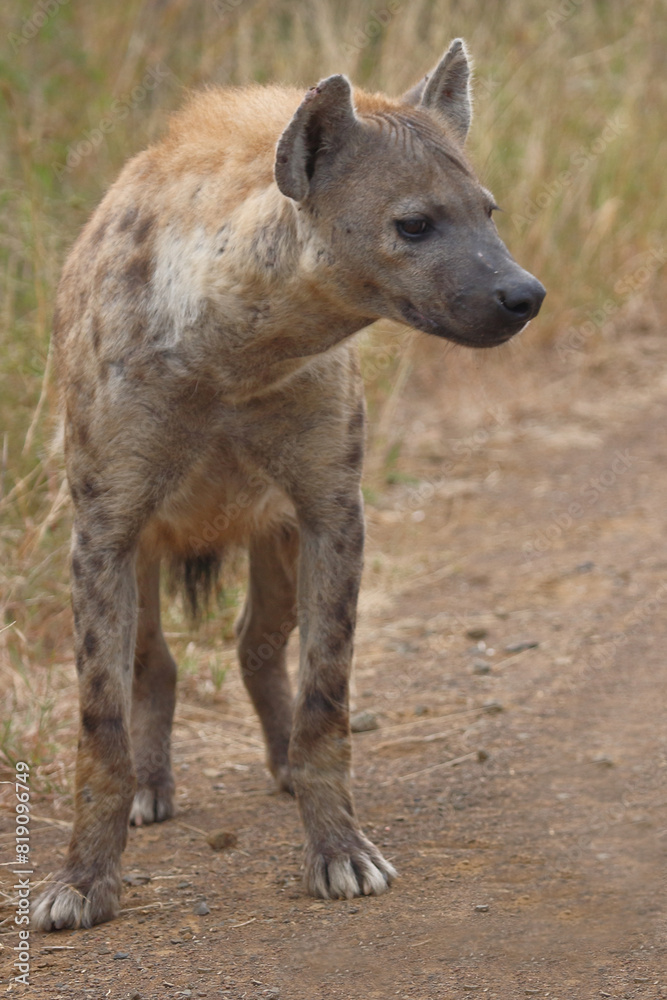 Tüpfelhyäne / Spotted hyaena / Crocuta crocuta Tüpfelhyäne / Spotted hyaena / Crocuta crocuta