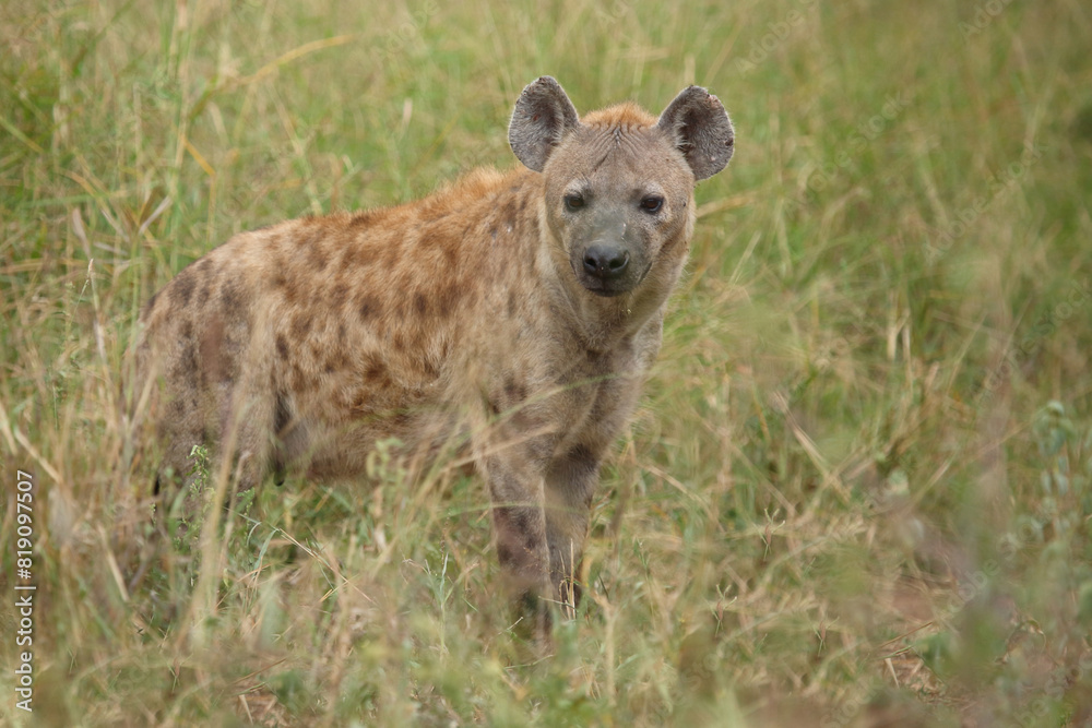 Tüpfelhyäne / Spotted hyaena / Crocuta crocuta Tüpfelhyäne / Spotted hyaena / Crocuta crocuta