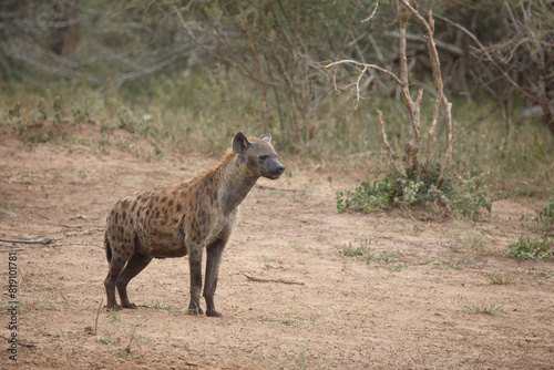 T  pfelhy  ne   Spotted hyaena   Crocuta crocuta