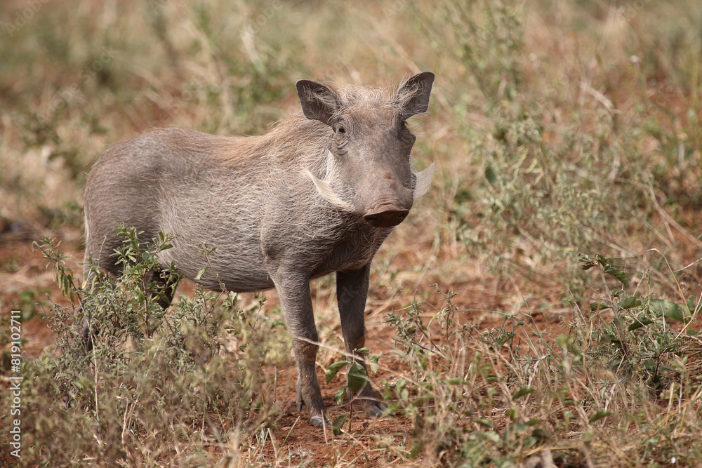 Warzenschwein / Warthog / Phacochoerus africanus Warzenschwein / Warthog / Phacochoerus africanus
