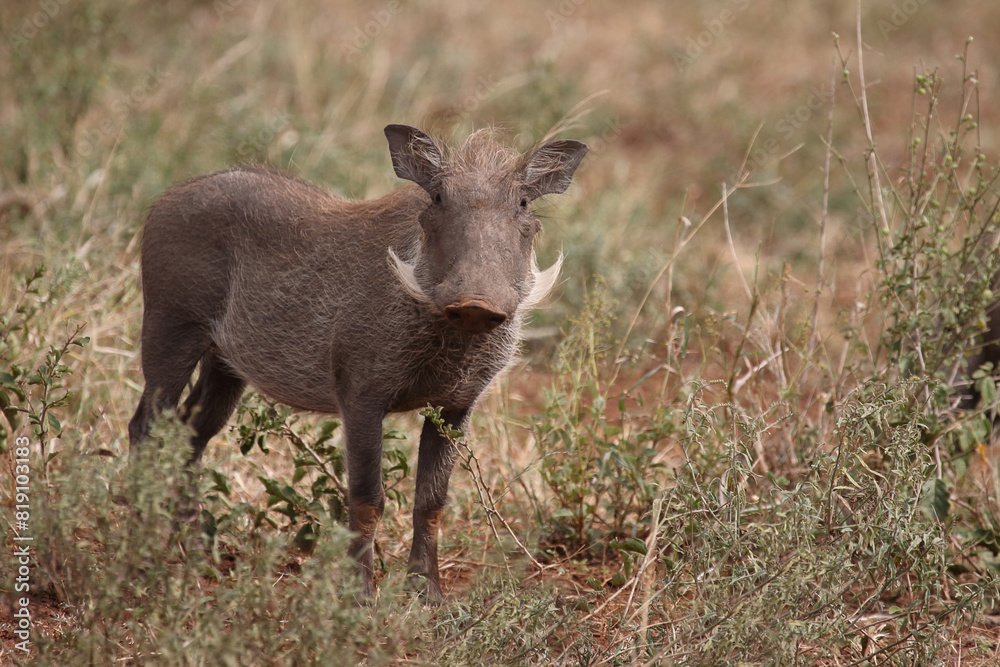 Warzenschwein / Warthog / Phacochoerus africanus Warzenschwein / Warthog / Phacochoerus africanus