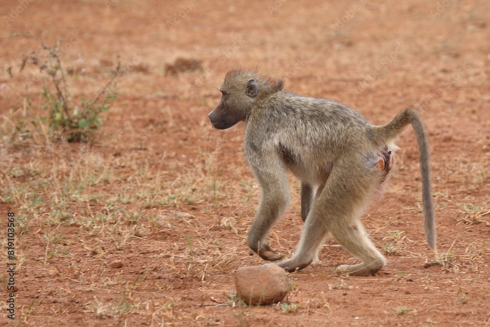 Bärenpavian / Chacma baboon / Papio ursinus Bärenpavian / Chacma baboon / Papio ursinus
