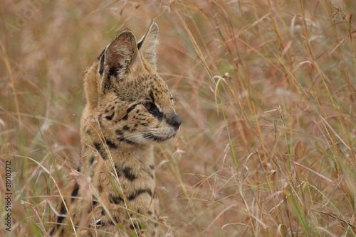 Photography Serval / Serval / Leptailurus serval