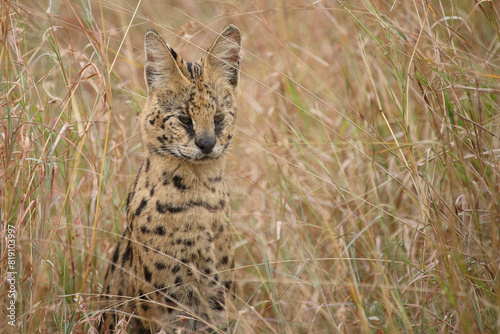 Wall Mural Serval / Serval / Leptailurus serval