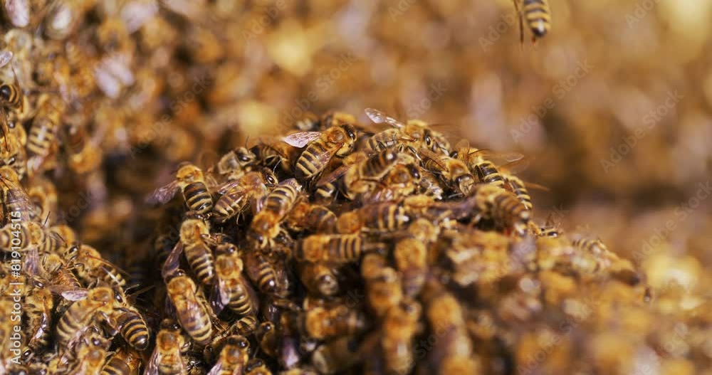 View of Bees Working in Hive View of Bees Working in Hive