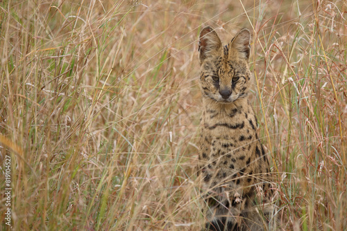 Serval / Serval / Leptailurus serval