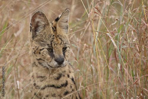 Photography Serval / Serval / Leptailurus serval
