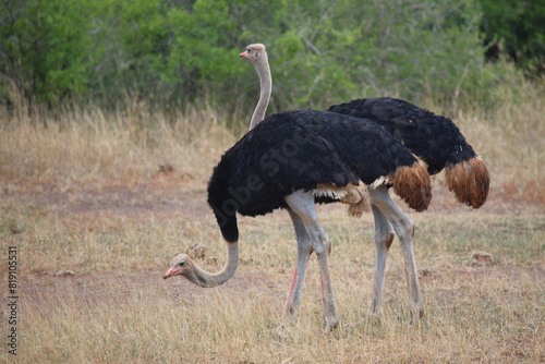 Strauß / Ostrich / Struthio camelus photo