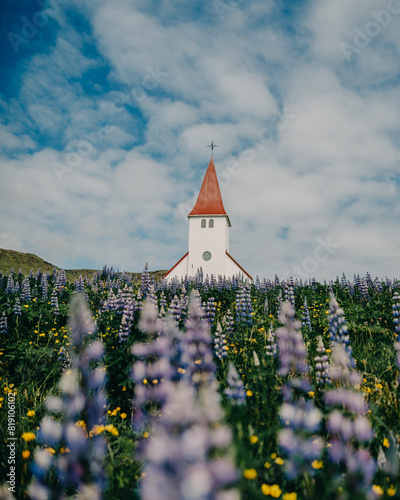 Fototapeta Naklejka Na Ścianę i Meble -  Iconic white church surrounded by blooming lupines in Vík, South Iceland