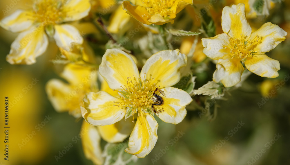 Flowers St. John's wort