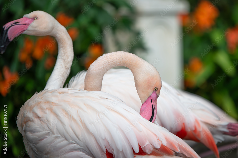 Naklejka premium Flamingos