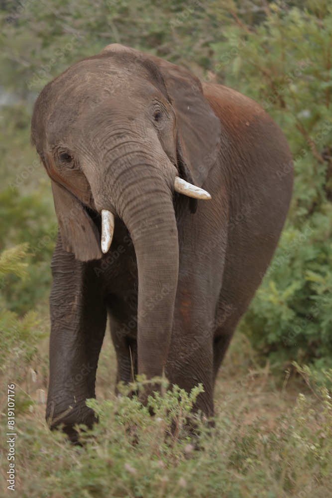 Obraz premium Afrikanischer Elefant / African elephant / Loxodonta africana