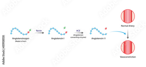 Angiotensin. Renin-Angiotensin-Aldosterone System, blood pressure regulation. Vasoconstriction. Angiotensin-converting enzyme. ACE inhibitors. Vector illustration.