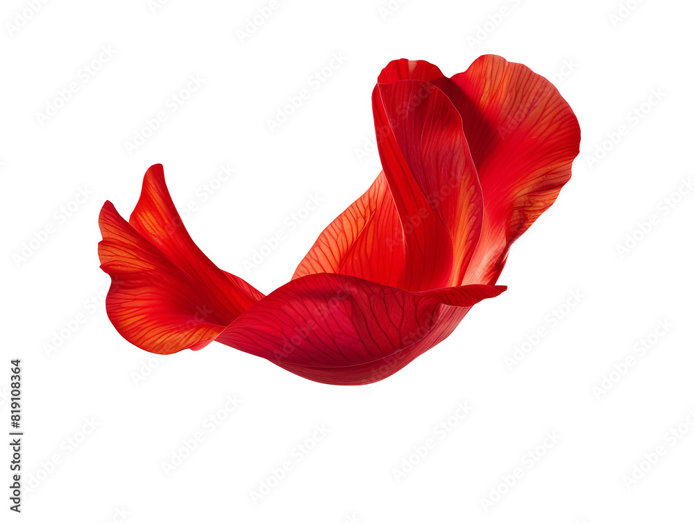 A red flower petal floating cut out transparent isolated on white background PNG file artwork graphic design. A red flower petal floating cut out transparent isolated on white background PNG file artwork graphic design.