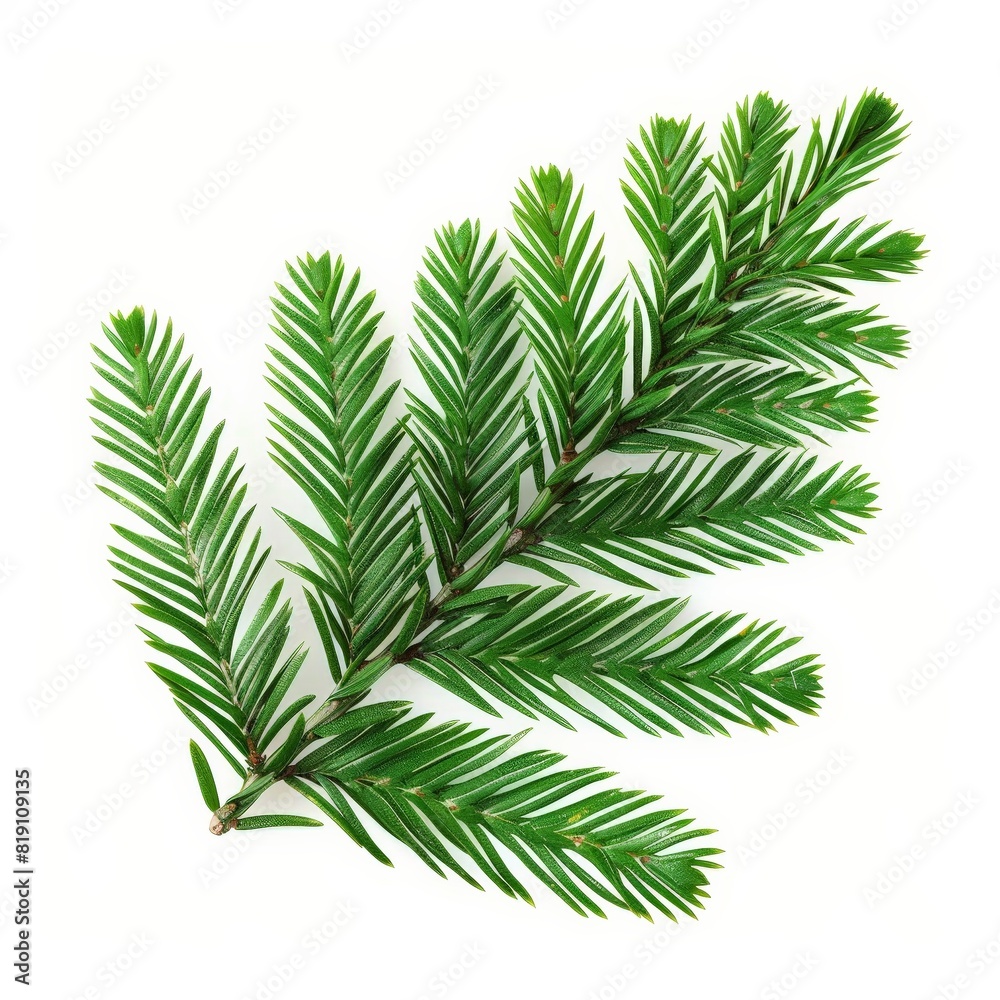 A photo of Fir leaf on the branch , super realistic , single object on center , Di-Cut PNG style , isolated on white background
