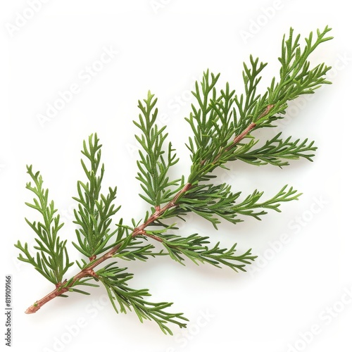 A photo of Juniper leaf on the branch   super realistic   single object on center   Di-Cut PNG style   isolated on white background