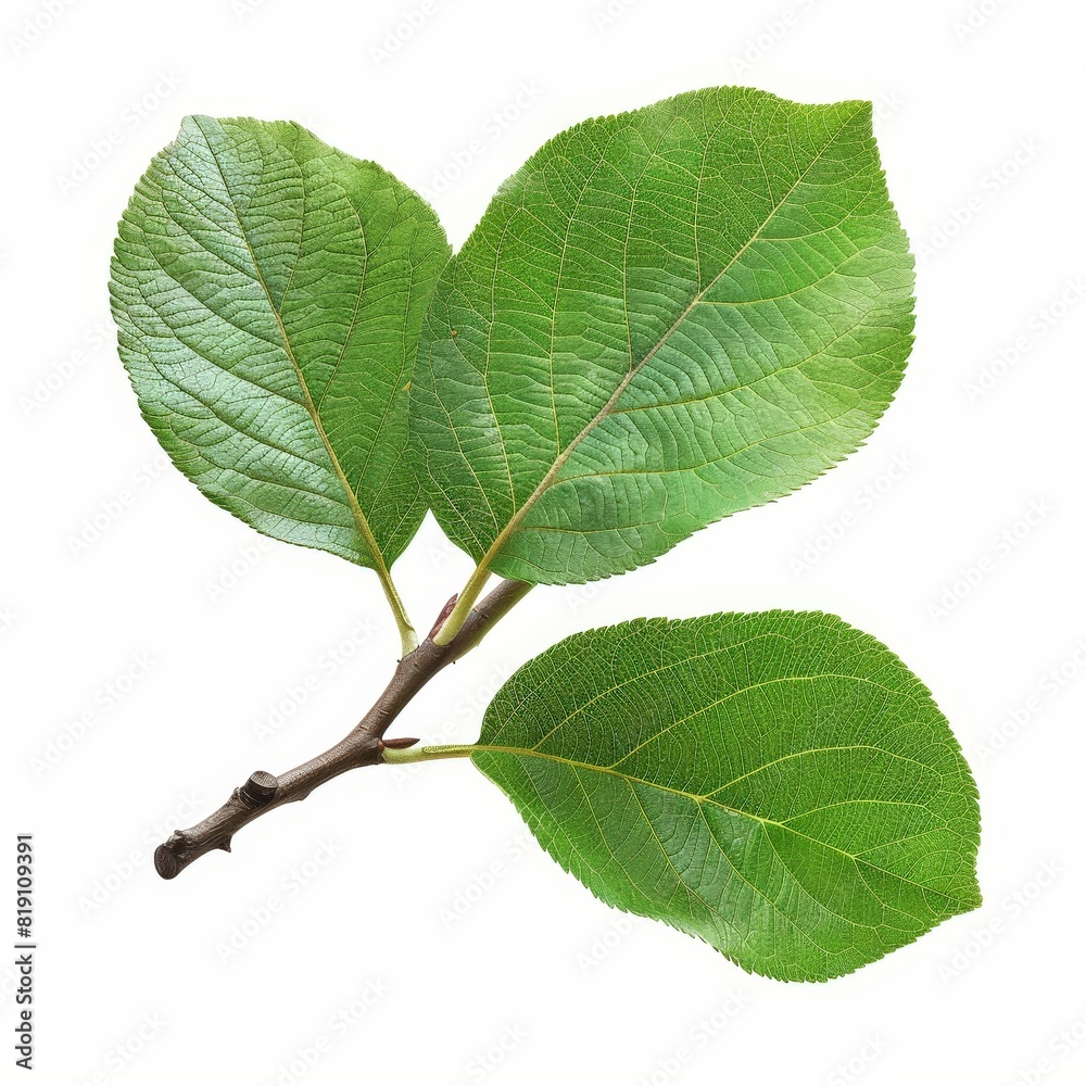 A photo of Quince leaf on the branch , super realistic , single object on center , Di-Cut PNG style , isolated on white background A photo of Quince leaf on the branch , super realistic , single object on center , Di-Cut PNG style , isolated on white background
