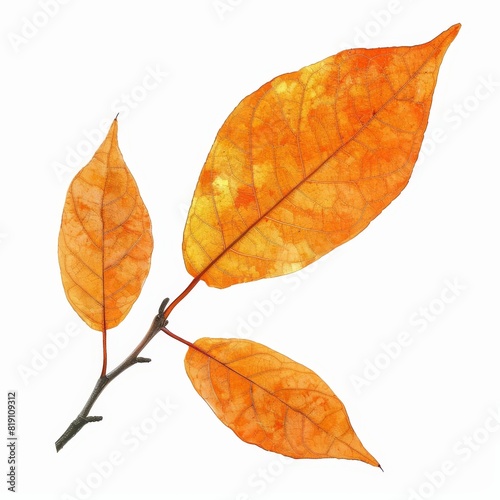 A photo of Orange leaf on the branch , super realistic , single object on center , Di-Cut PNG style , isolated on white background