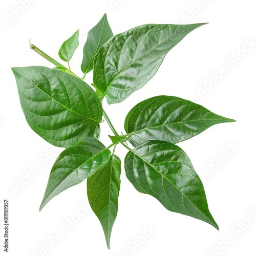 A photo of Pepper leaf on the branch , super realistic , single object on center , Di-Cut PNG style , isolated on white background photo