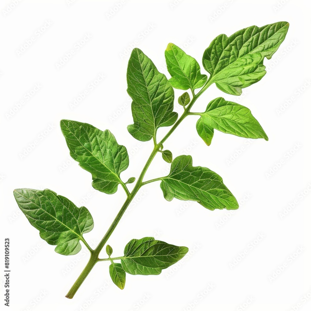 Naklejka premium A photo of Tomato leaf on the branch , super realistic , single object on center , Di-Cut PNG style , isolated on white background
