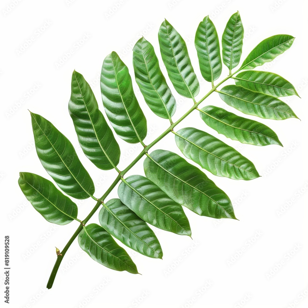Obraz premium A photo of Tamarind leaf on the branch , super realistic , single object on center , Di-Cut PNG style , isolated on white background