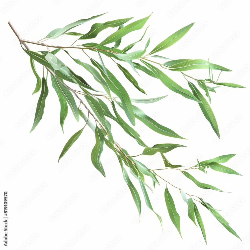 Naklejka premium A photo of Willow leaf on the branch , super realistic , single object on center , Di-Cut PNG style , isolated on white background