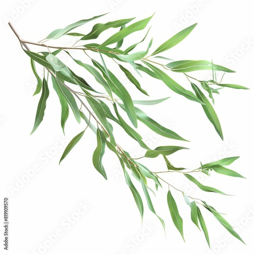 A photo of Willow leaf on the branch   super realistic   single object on center   Di-Cut PNG style   isolated on white background