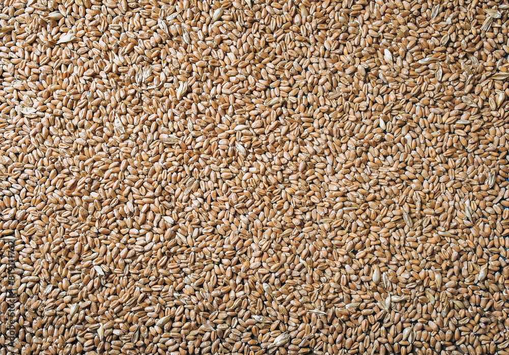 Wheat grains close-up. Natural background. Texture of seeds, top view. Natural product and agriculture concept. Wheat grains close-up. Natural background. Texture of seeds, top view. Natural product and agriculture concept.