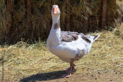 Adult goose in the paddock