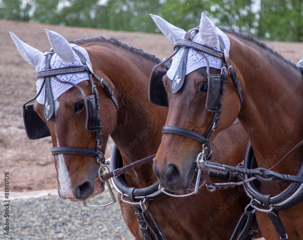 Obraz premium Hochzeit