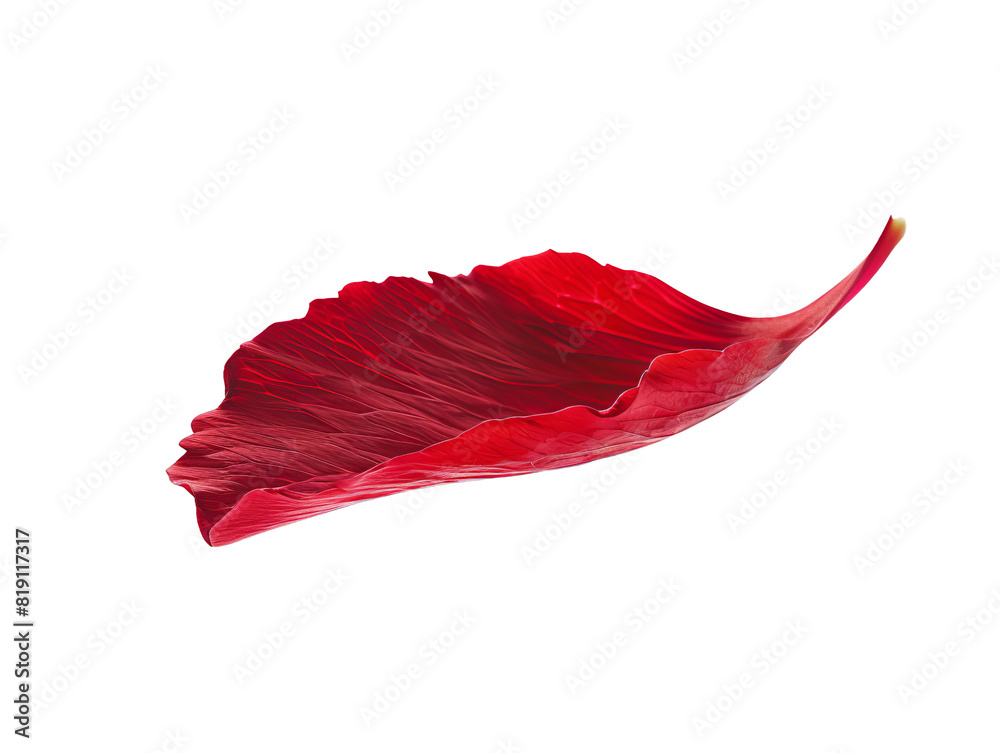 A red flower petal floating cut out transparent isolated on white background PNG file artwork graphic design. A red flower petal floating cut out transparent isolated on white background PNG file artwork graphic design.
